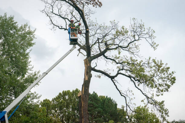 Best Tree Cabling and Bracing  in Ripley, WV