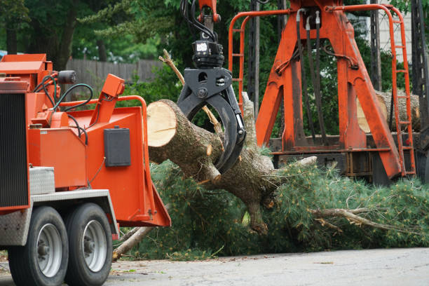 Best Hazardous Tree Removal  in Ripley, WV